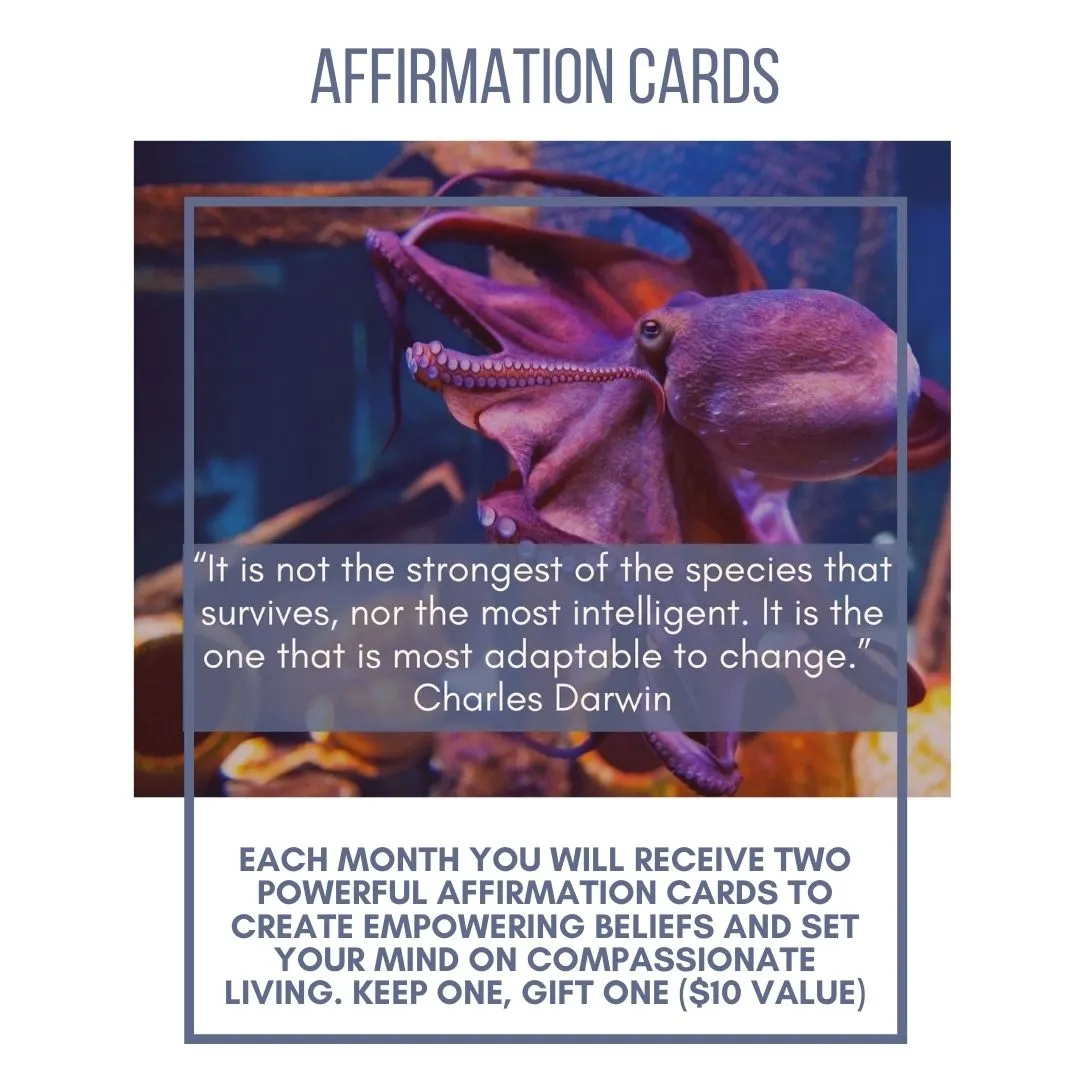 Adaptability - Manifestation Box